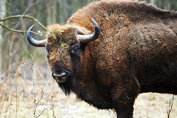 Minsk Bison