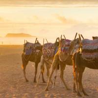 Agadir chameaux