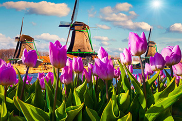 Les moulins et tulipes d'Amsterdam