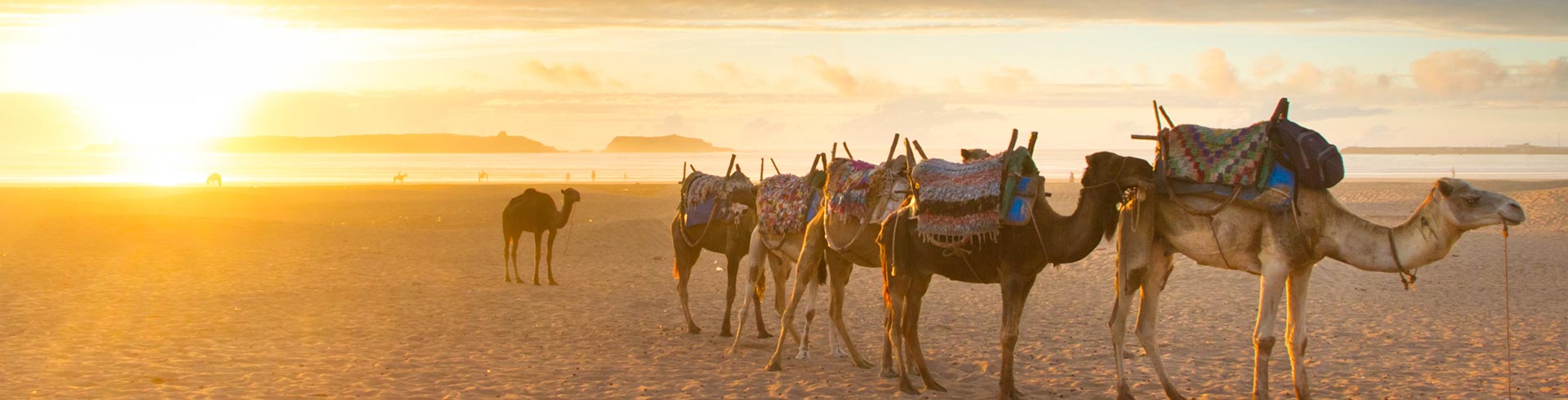 Agadir chameaux