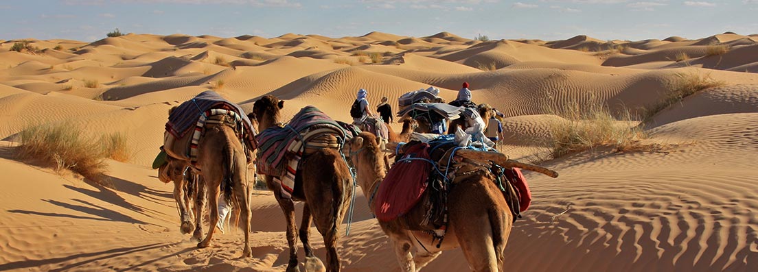 Dunes de sable - chameaux