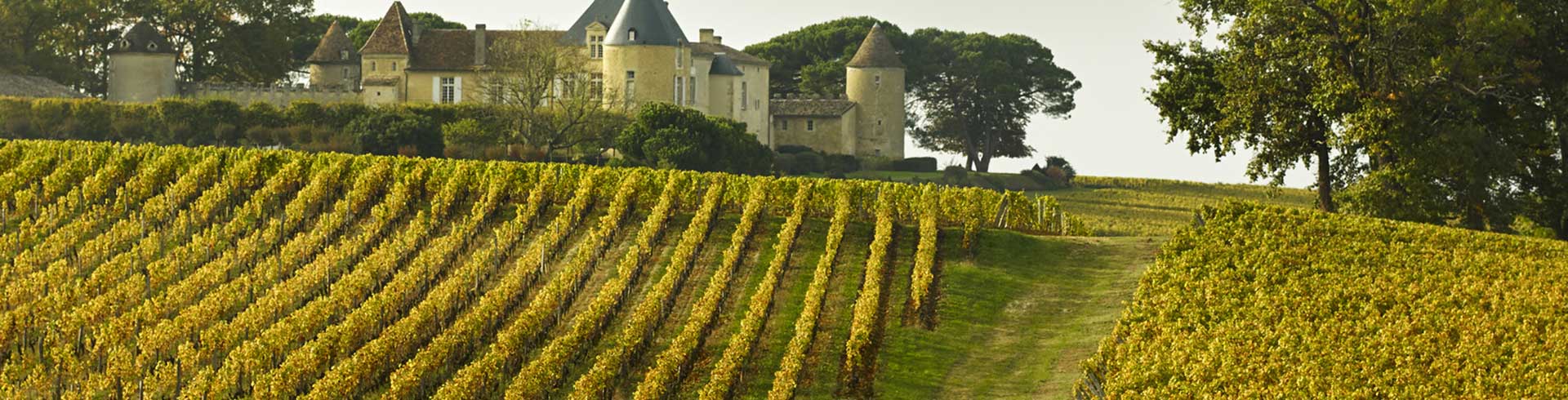 Bordeaux Vignes
